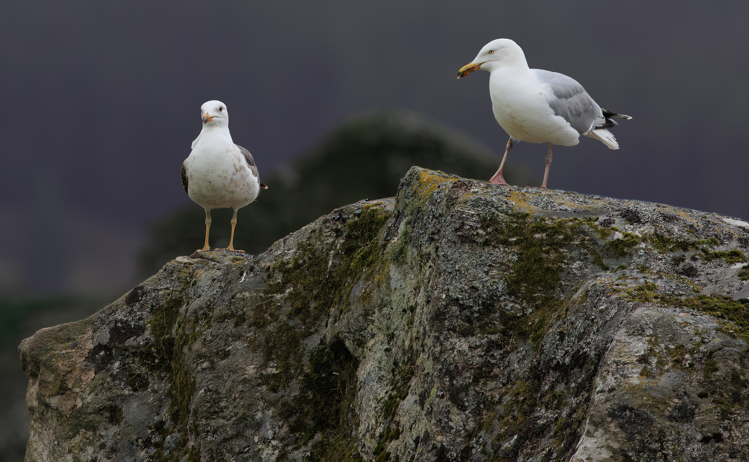 Larus argentatus